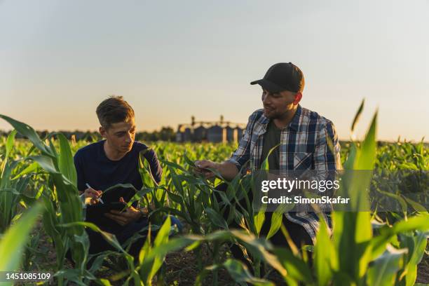 agricultor y agrónomo analiza campo de maíz contra cielo - agriculture fotografías e imágenes de stock