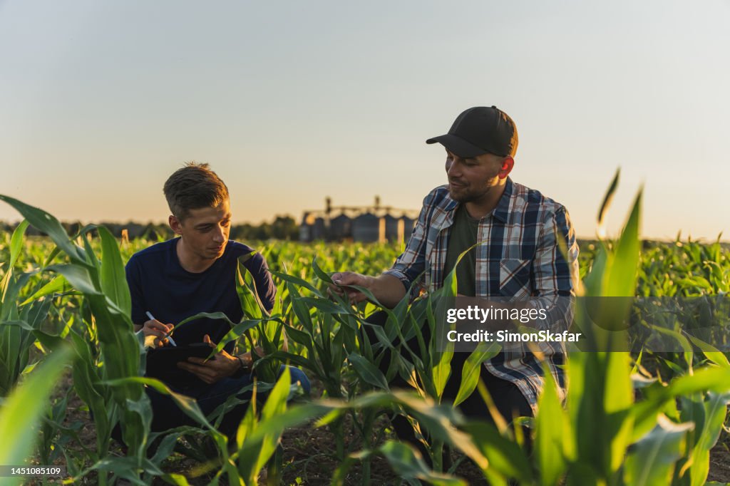 Male farmer and agronomist analyzing corn field against sky