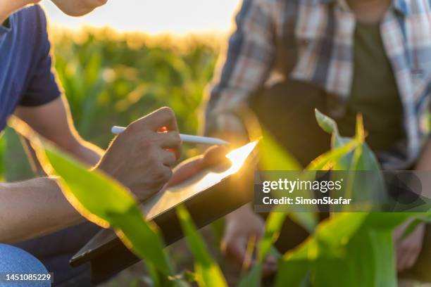agricultor y agrónomo usan tableta digital en campo de maíz - agrónomo fotografías e imágenes de stock