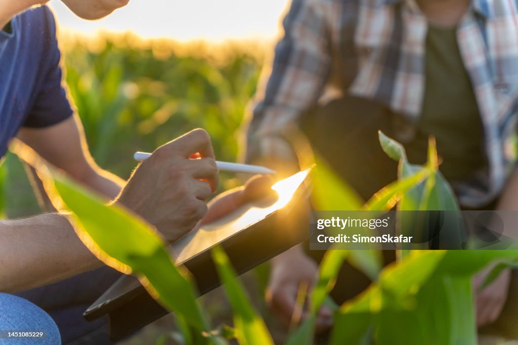 Male farmer and agronomist using digital tablet in corn field