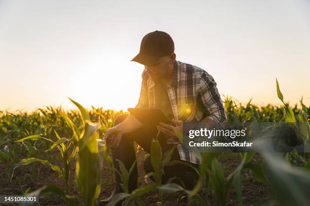 un agriculteur inspecte les feuilles des tiges de maïs dans un champ - maïs photos et images de collection