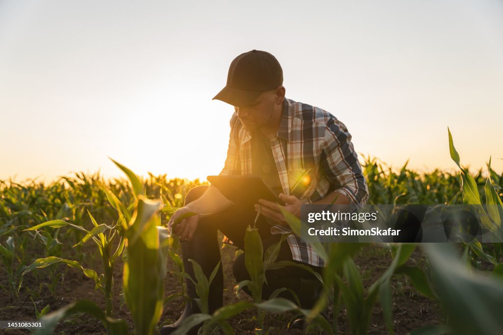 Male farmer inspecting leaves of corn stalks in field