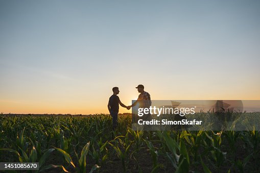 Agricoltore e agronomo maschio che stringe la mano nel campo di mais Agricoltore e agronomo maschio che stringe la mano nel campo di mais
