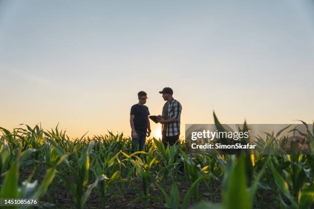 agricultor y agrónomo usan tableta digital en campo de maíz - corn field fotografías e imágenes de stock