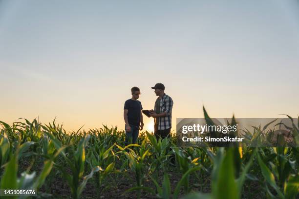 male farmer and agronomist using digital tablet in corn field - corn field stockfoto's en -beelden