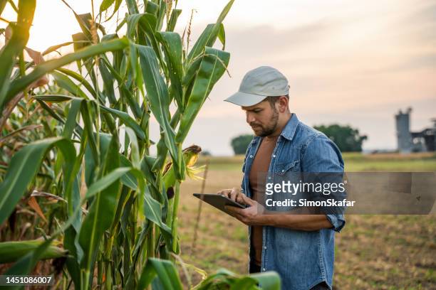 male farmer using digital tablet while analyzing corn field - young agronomist stock pictures, royalty-free photos & images
