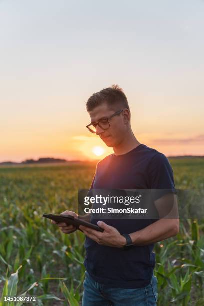 männlicher agronom mit digitaler tablette im maisfeld in der abenddämmerung - confidence male landscape stock-fotos und bilder