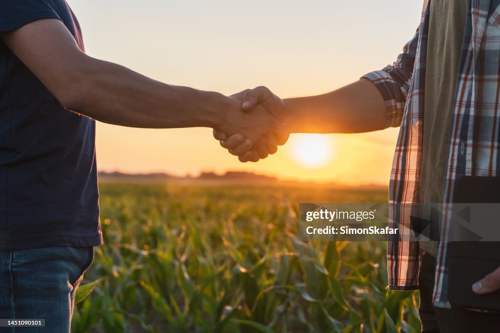 Agricultor e agrônomo do sexo masculino apertando as mãos no campo de milho