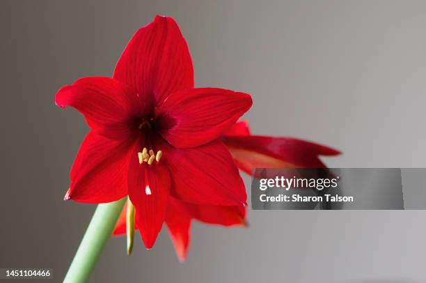 red amaryllis flowering - amaryllis stock-fotos und bilder