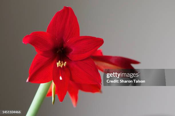 red amaryllis flowering - amaryllis fotografías e imágenes de stock