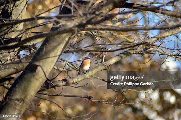 eastern bluebird - eastern bluebird stock pictures, royalty-free photos & images