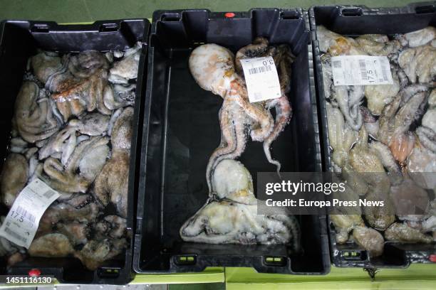 Detail of the octopus caught today, in the Port of Burela, on 21 December, 2022 in Burela, Lugo Galicia, Spain. This year has passed through the...