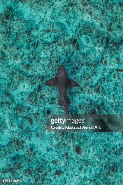 drone image directly above a shark swimming over a coral reef, new providence, bahamas - nassau aerial stock pictures, royalty-free photos & images