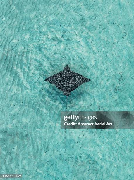 drone image directly above a spotted eagle ray swimming in the ocean off the coast of nassau, new providence, bahamas - spotted eagle ray stock pictures, royalty-free photos & images