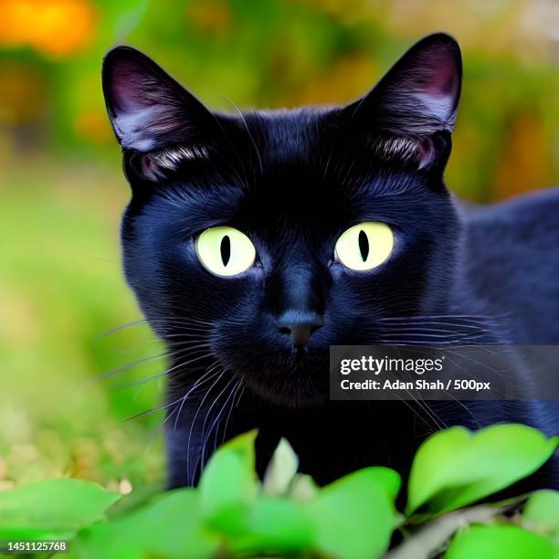 cute black cat looking with attractive eyes and with nature background,new zealand - animal whisker stock pictures, royalty-free photos & images