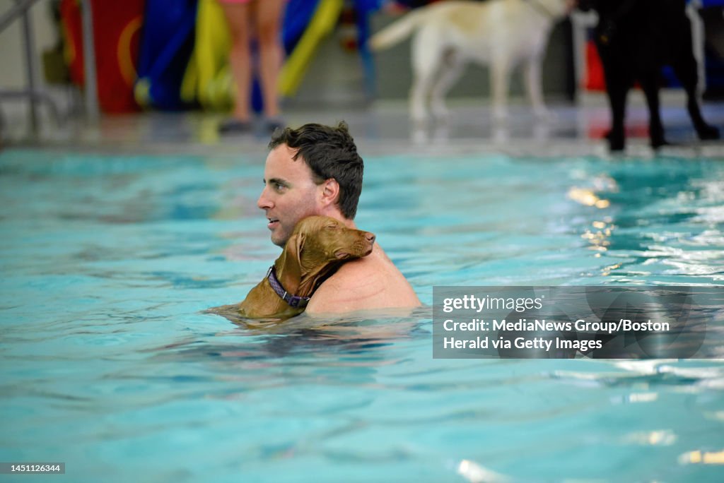 Sean Umca Sean Murphy of Reading takes his 4 month old Vizsla puppy for a swim ...