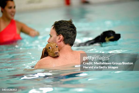 Sean Umca Sean Murphy of Reading takes his 4 month old Vizsla puppy for a swim ...