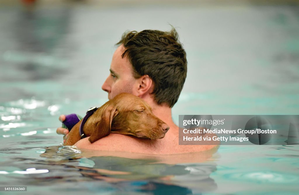 Sean Umca Sean Murphy of Reading takes his 4 month old Vizsla puppy for a swim ...