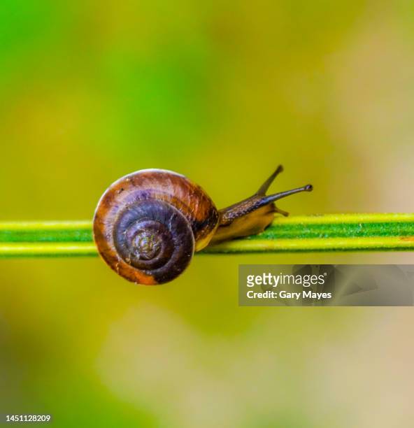 snail on a grassy trail macro closeup - helix pomatia stock pictures, royalty-free photos & images