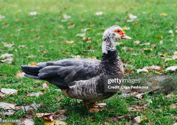 muscovy duck female walking outside - muscovy duck stock pictures, royalty-free photos & images