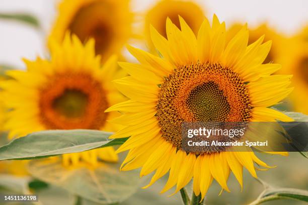 sunflower growing in the field close-up - bright beautiful flowers 個照片及圖片檔