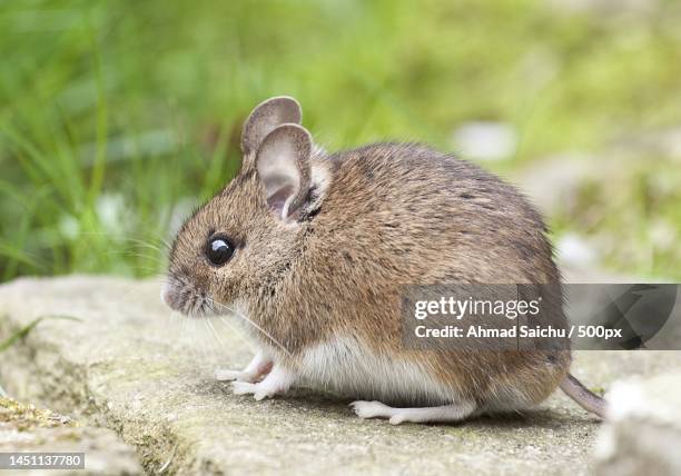 close-up of rabbit on field,indonesia - wood mouse stock pictures, royalty-free photos & images