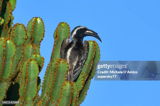 african gray hornbill (lophoceros nasutus) - african grey hornbill stock pictures, royalty-free photos & images