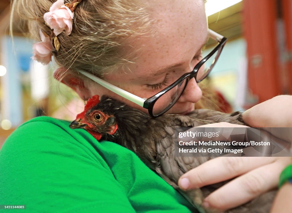 (Marshfield, MA, 08/23/16) Alexa Lagrotteria 15 Whitman from United Farmers 4-H Club in Hanson hugs her Gray Japanese Bantam, Castiel, at the Marshfield Fair on Tuesday, August 23, 2016. Staff photo by Matt Stone