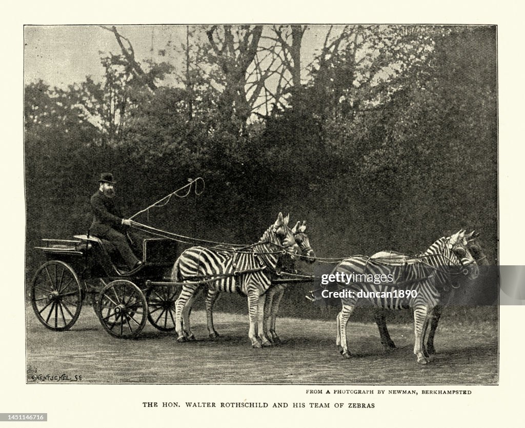 Walter Rothschild and his carriage pulled by team of Zebras, 1890s, 19th Century, Vintage photograph