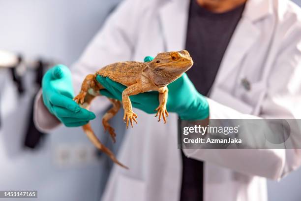 vetenerian sosteniendo un dragón barbudo - reptil fotografías e imágenes de stock