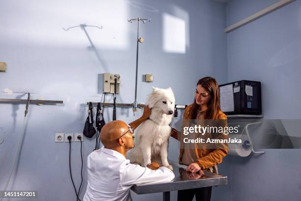 young adult latin male veterinarian performing a general inspection of the eyes of the samoyed dog - samojeed stockfoto's en -beelden