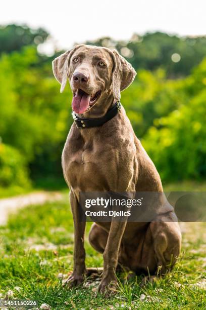 wettbewerb weimaraner hund sitzt in der natur. - weimaraner stock-fotos und bilder