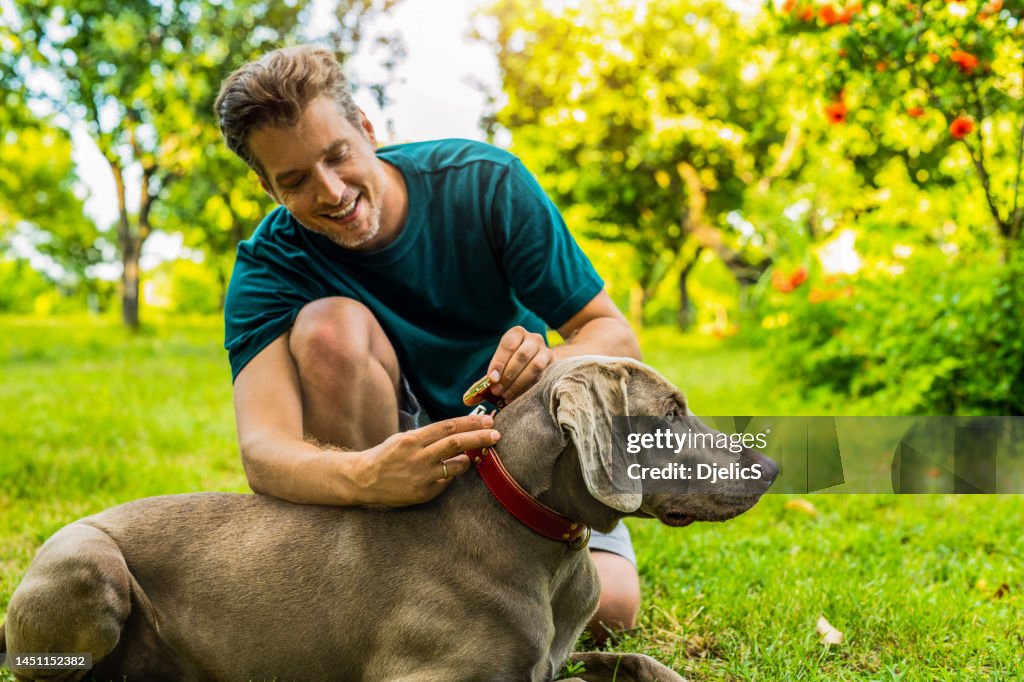Happy man putting on a collar on his dog in the garden.