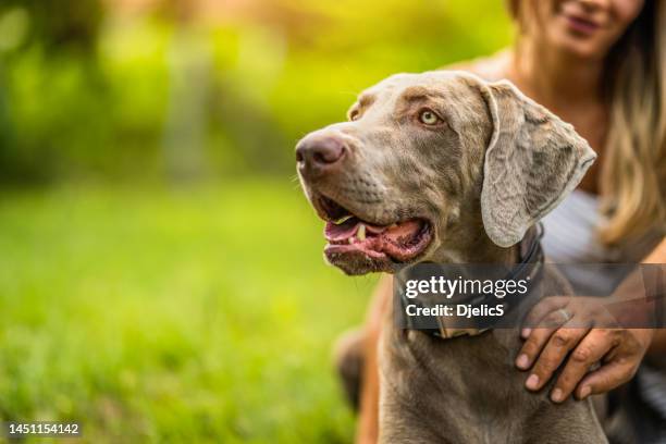 close-up of weimaraner dog in nature with his happy owners. - weimaraner stockfoto's en -beelden