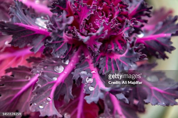 rain  drops on ornamental cabbage leaf - crucifers stock pictures, royalty-free photos & images