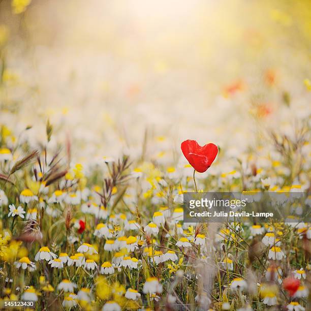 heart shaped poppy - heart shape in nature stock pictures, royalty-free photos & images