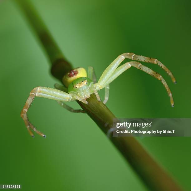 Japanese Crab Spider Photos and Premium High Res Pictures - Getty Images