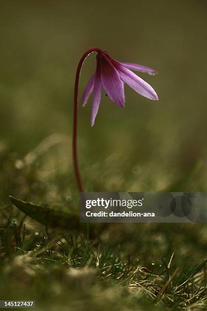 erythronium dens-canis - erythronium dens canis stock pictures, royalty-free photos & images