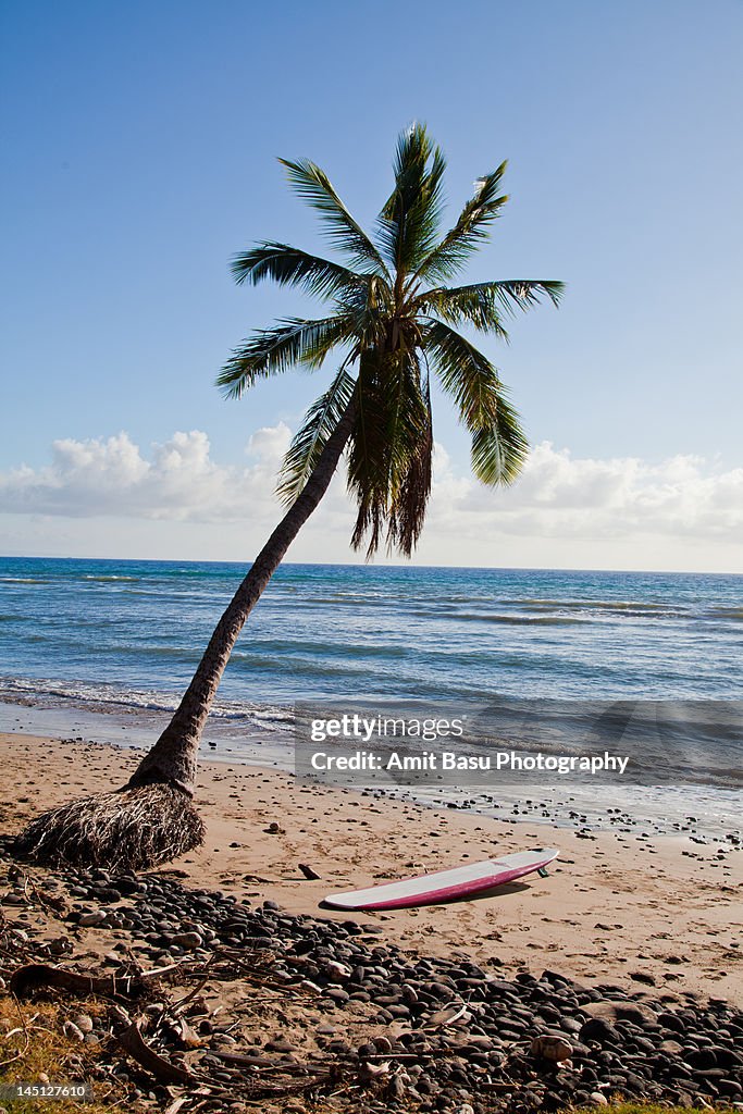 Palm tree, surf board on blue ocean