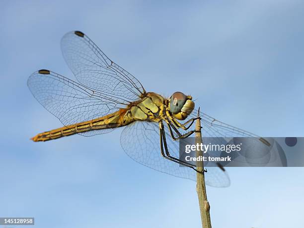 close up shot of dragonfly landing on top of a stick - dragonfly stock pictures, royalty-free photos & images