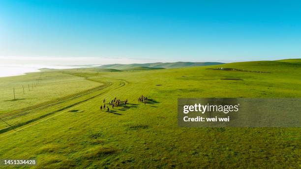 cattle, sheep and horses grazing on grassland in inner mongolia, china - national grassland stock pictures, royalty-free photos & images