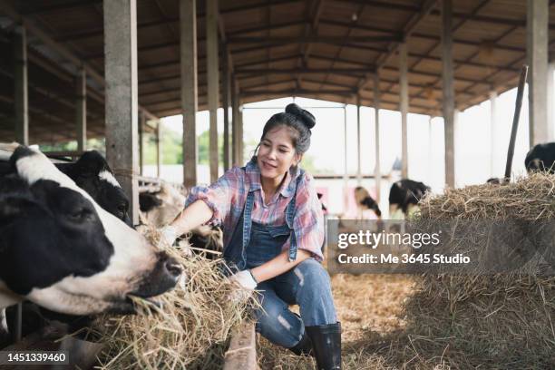 farmers feed cows to produce raw milk. - champs et lait photos et images de collection