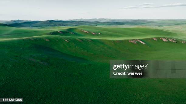 cattle, sheep and horses grazing on grassland in inner mongolia, china - 草原 - fotografias e filmes do acervo