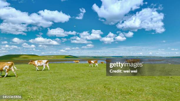 cattle, sheep and horses grazing on grassland in inner mongolia, china - 草原 - fotografias e filmes do acervo