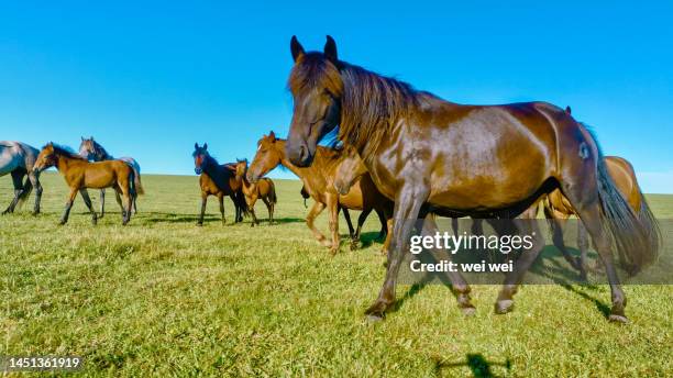 cattle, sheep and horses grazing on grassland in inner mongolia, china - 草原 - fotografias e filmes do acervo