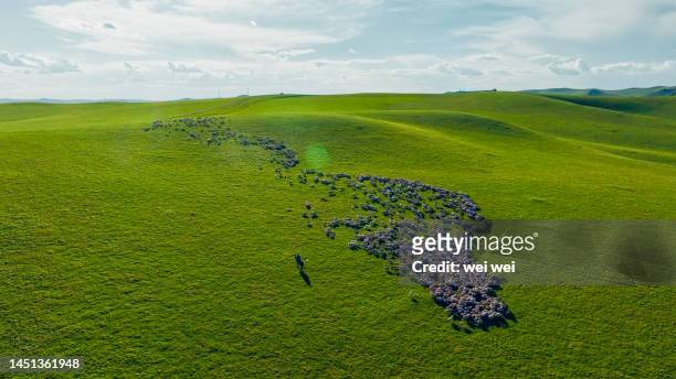 cattle, sheep and horses grazing on grassland in inner mongolia, china - 草原 - fotografias e filmes do acervo