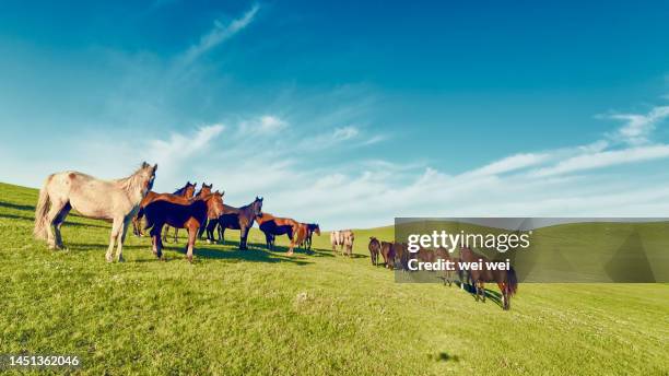 cattle, sheep and horses grazing on grassland in inner mongolia, china - 草原 - fotografias e filmes do acervo