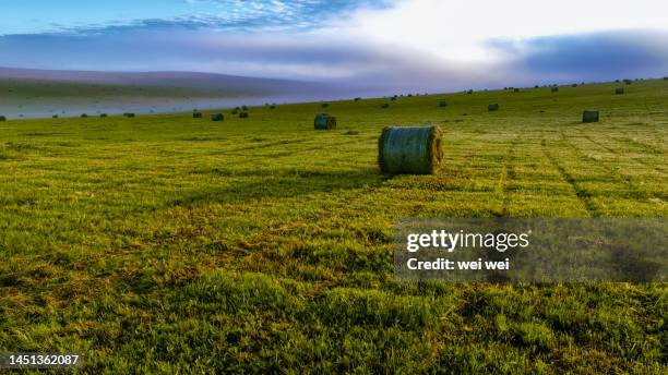 cattle, sheep and horses grazing on grassland in inner mongolia, china - 草原 - fotografias e filmes do acervo