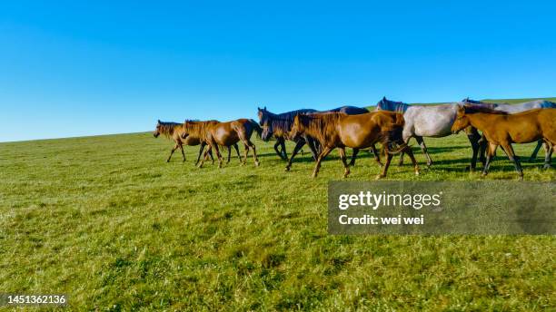 cattle, sheep and horses grazing on grassland in inner mongolia, china - 草原 - fotografias e filmes do acervo