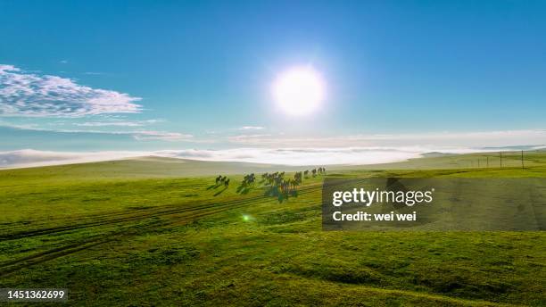 cattle, sheep and horses grazing on grassland in inner mongolia, china - 草原 - fotografias e filmes do acervo